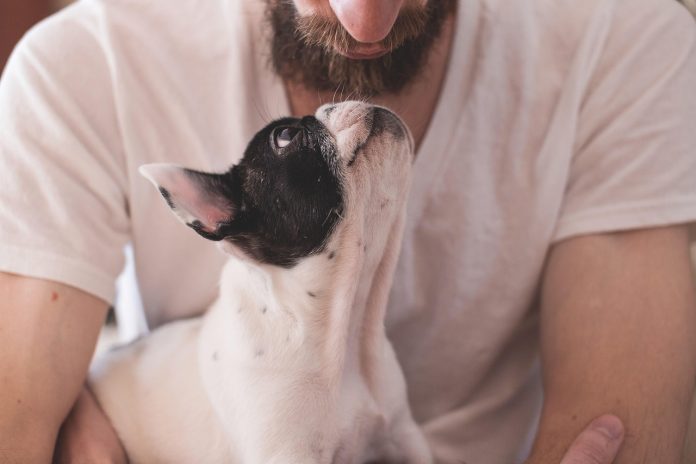 Dog-pixabay