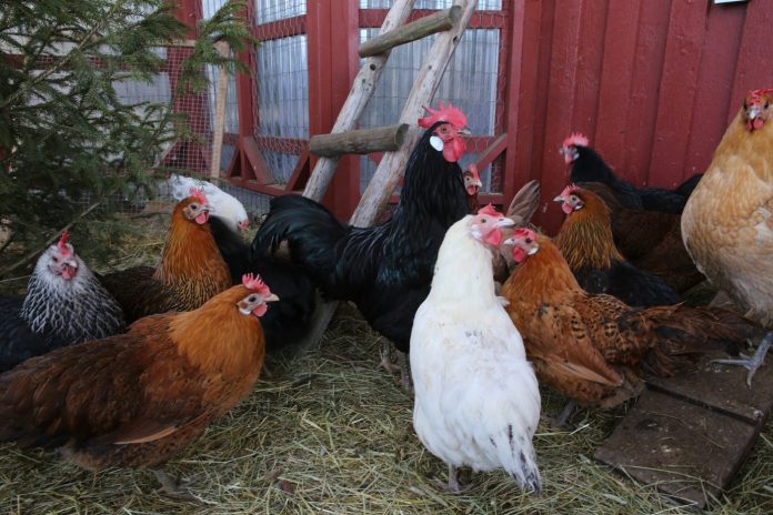 reijotelaranta-chicken-4938114_1920