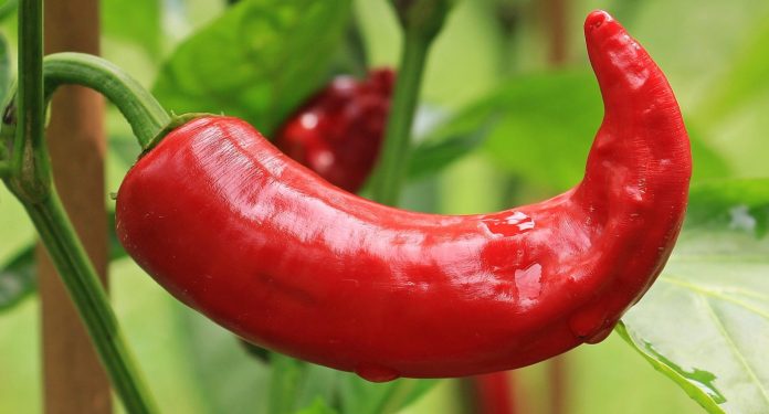 paprika-pixabay