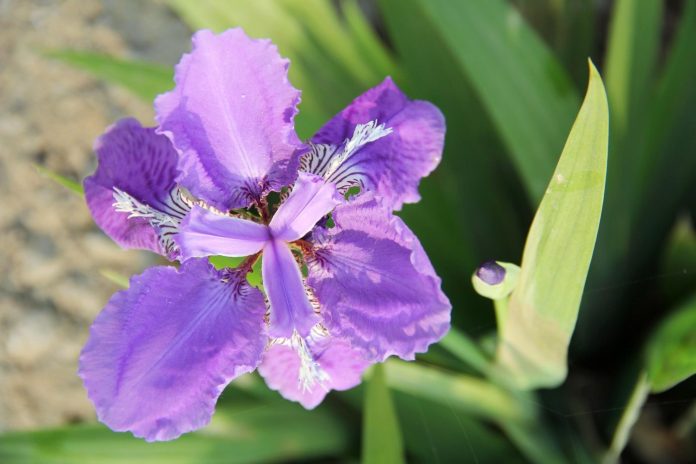 perunika-iris-pixabay