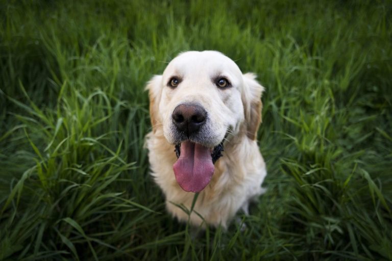 Veterinari upozoravaju: Ne liječite ljubimce prema savjetima s TikToka