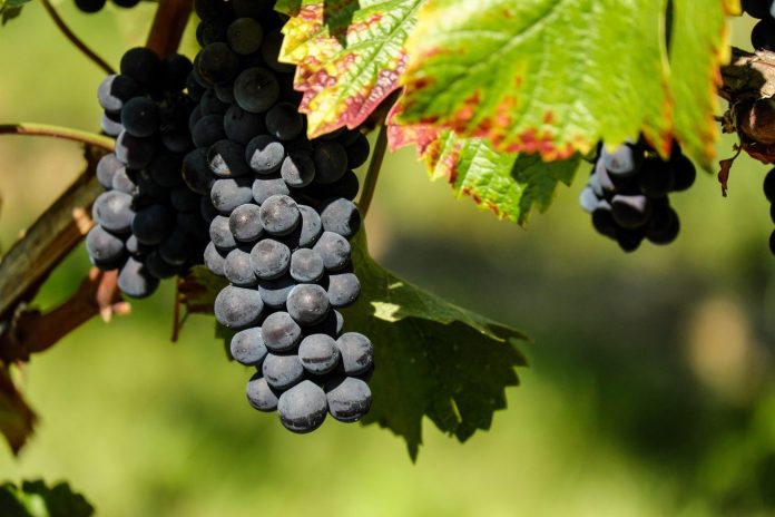vinograd-grozde-pixabay