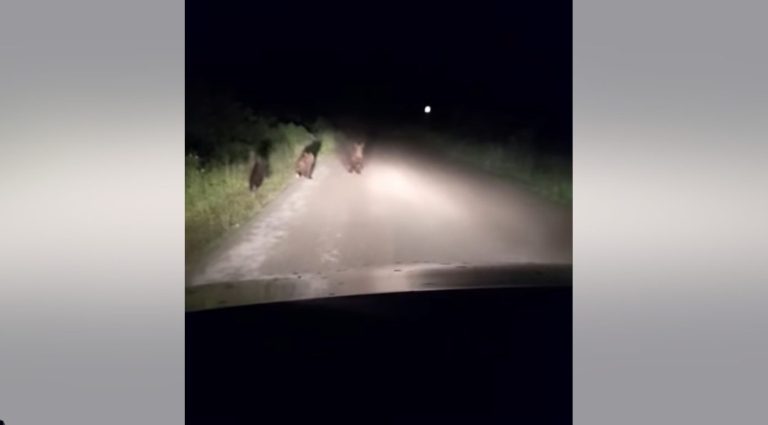 VIDEO U Lici uočena medvjedica s tri mladunca, građanima upućen poziv na oprez