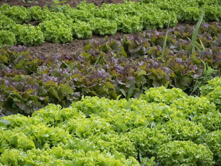 Salata ljeti brzo ide u sjeme: Evo zašto listovi postaju gorki i tvrdi