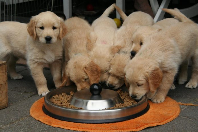 jagdprinzessin-golden-retriever-puppy-2706672_1920