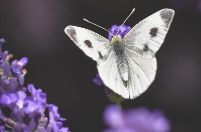 lavanda-leptir-pixabay