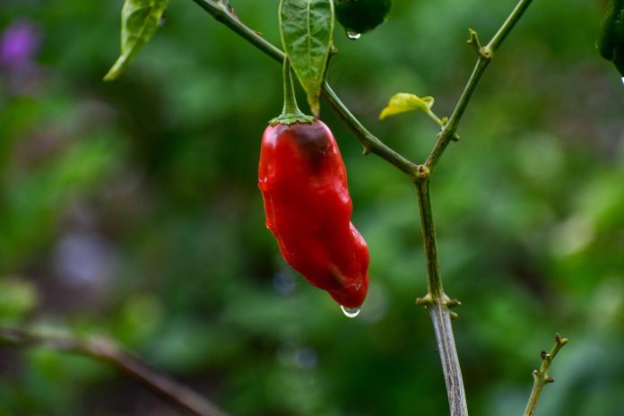 paprika-pixabay (2)