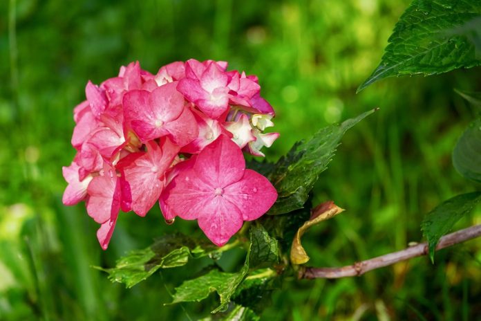 Hortenzije-pixabay