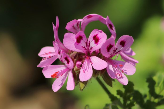 Pelargonije-pixabay