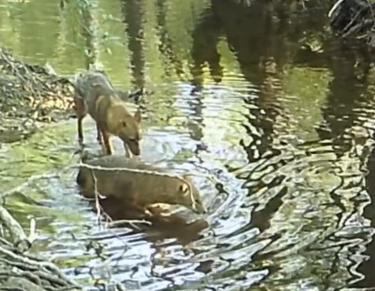 Kamera na Plitvicama snimila čagljeve kako se kupaju i traže osvježenje