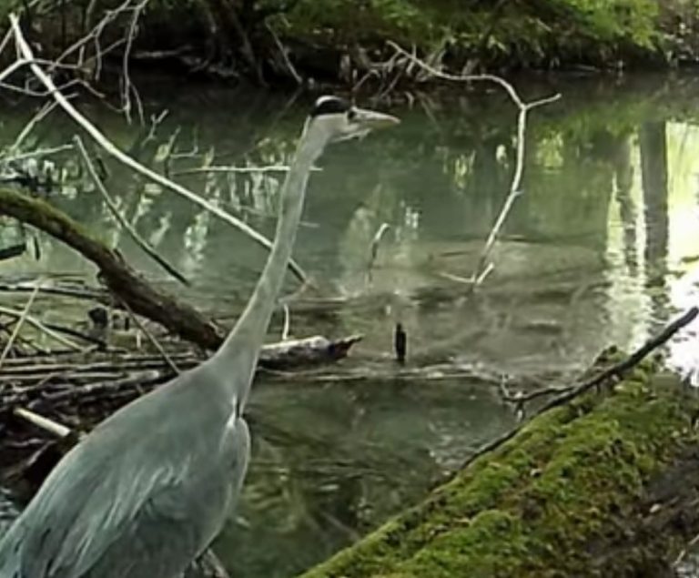 VIDEO Redovni stanovnik Plitvičkih jezera pred kamerom: Siva čaplja snimljena u potrazi za doručkom