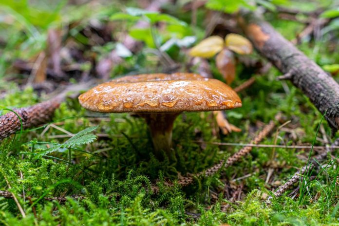 coernl-mushroom-7530386_1920