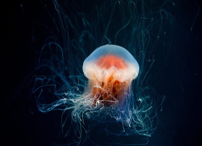 eddiekphoto-jellyfish-6653502_1920