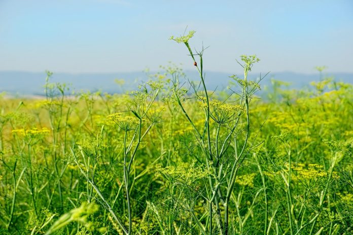 komorač-pixabay
