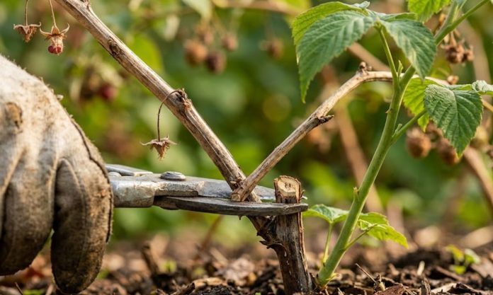 obrezivanje maline