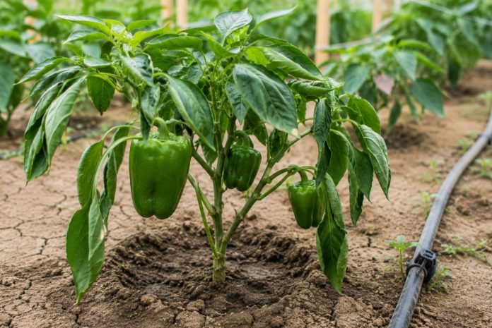 paprika vrt