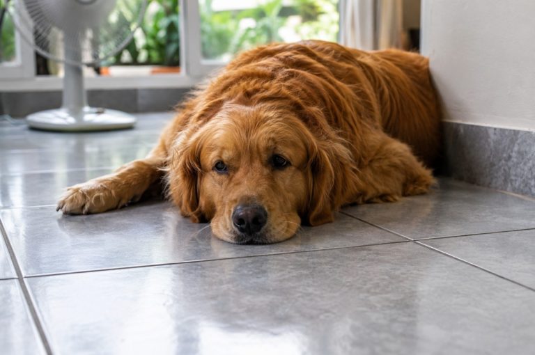 Pas stalno traži hladne pločice? Veterinari upozoravaju da to tijekom vrućina može biti važan znak