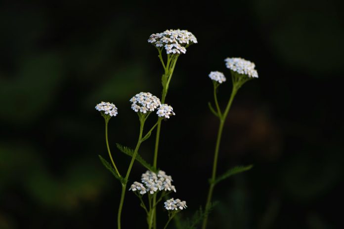 stolisnik-unsplash